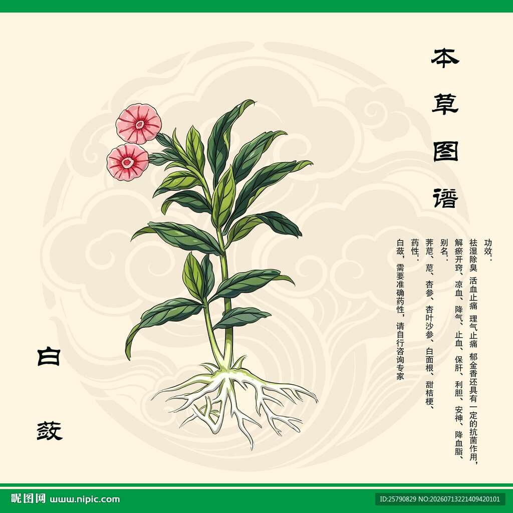 白蔹草植物本草图示