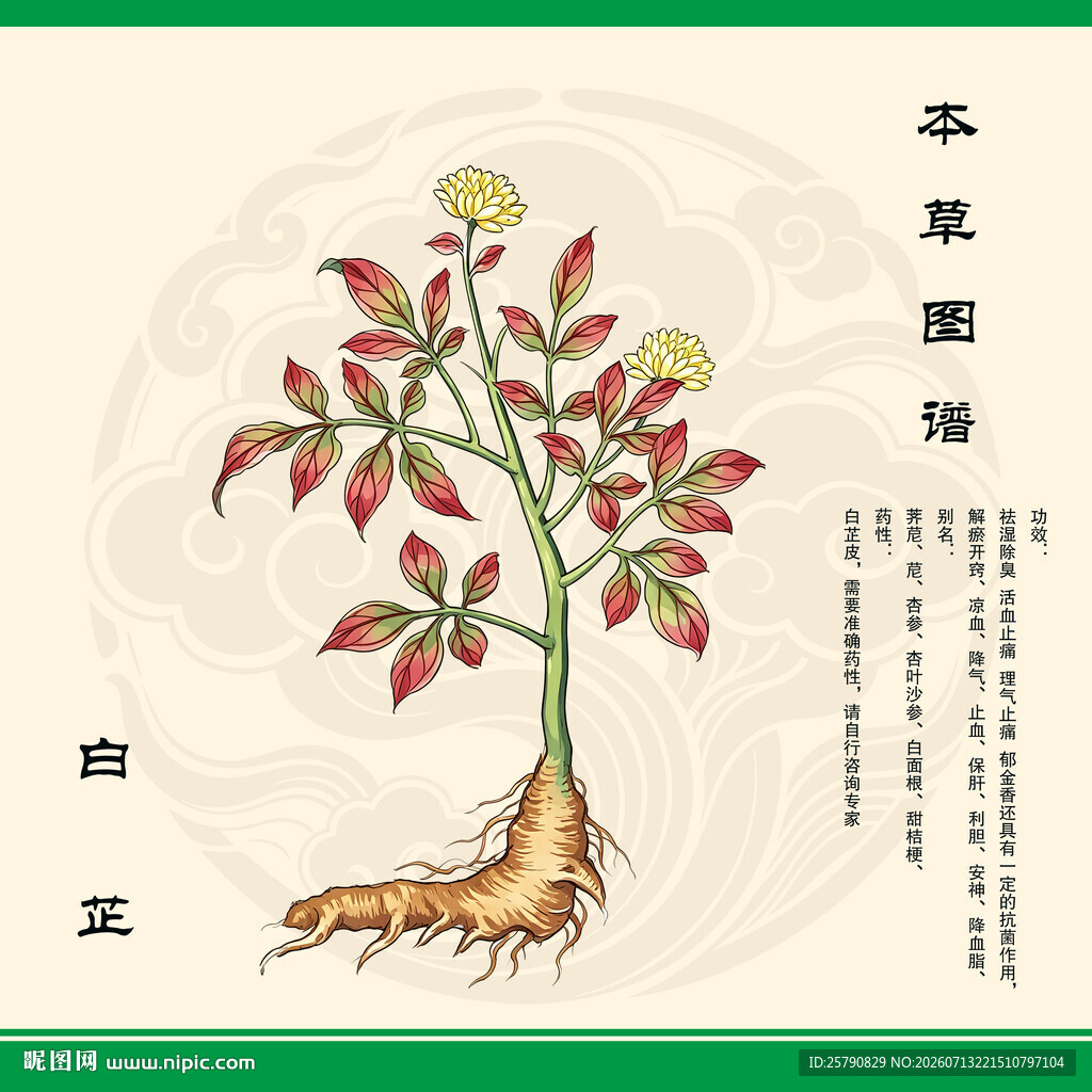 白芷植物图示