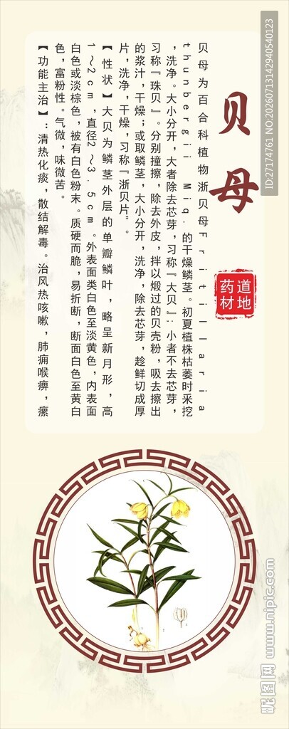 浙八味白芍 磐五味 道地药材 