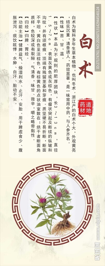 浙八味白木植物图示