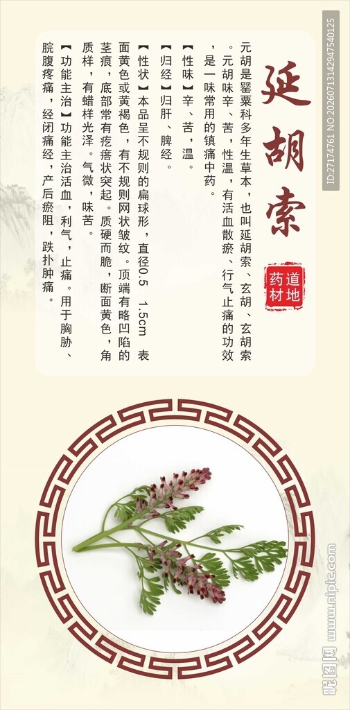 浙八味延胡索中药材展示