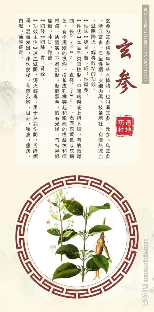浙八味玄参 道地药材