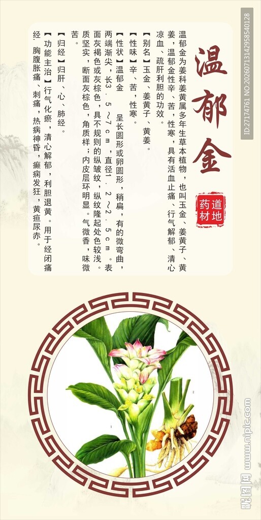 浙八味温郁金中药材展示