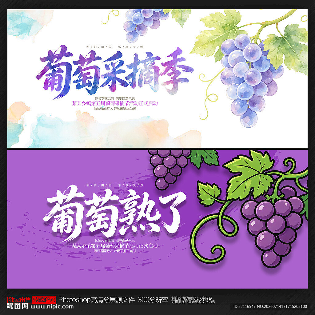 葡萄采摘节