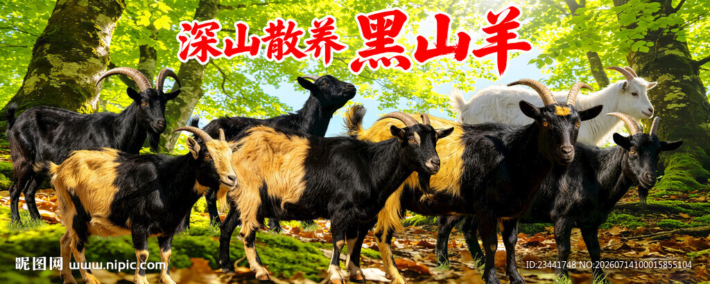 山羊展板