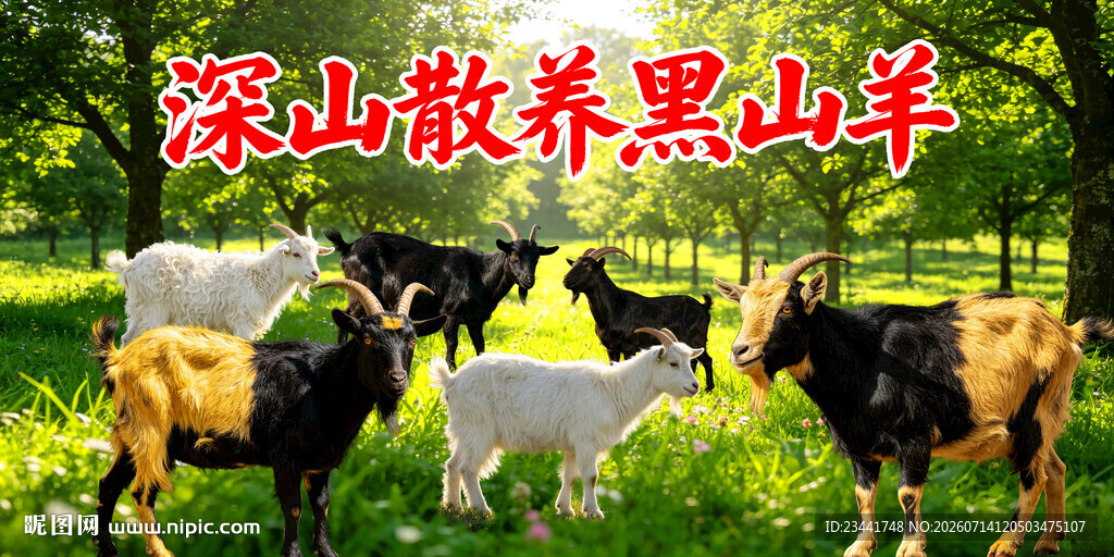 深山散养黑山羊