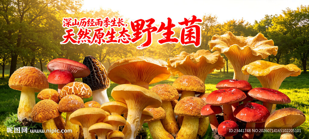 野生菌