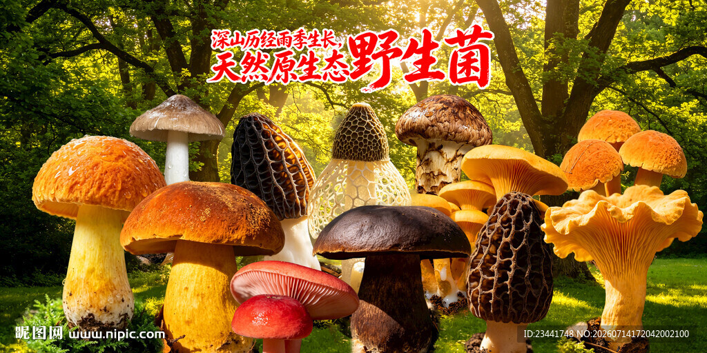 野生菌