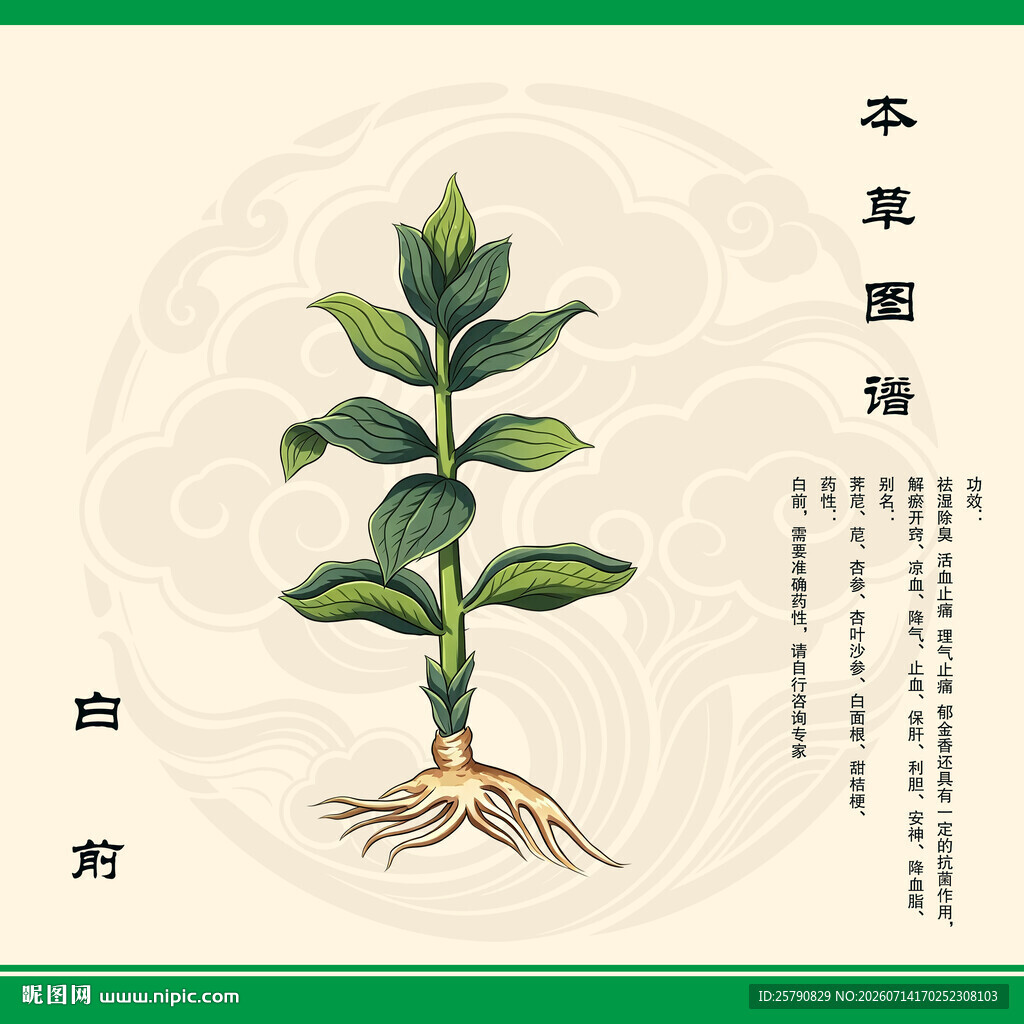 本草纲目白前植物图