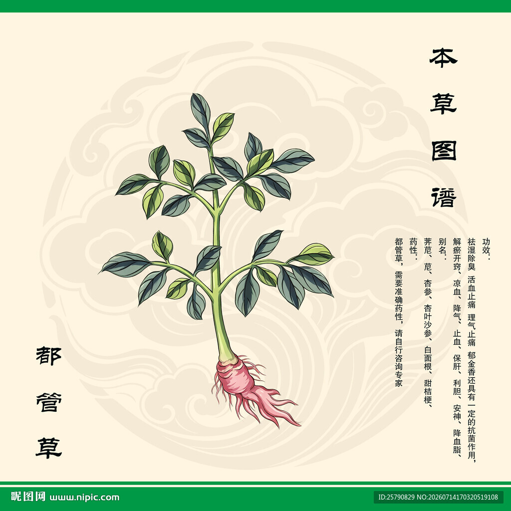 都管草植物图绘