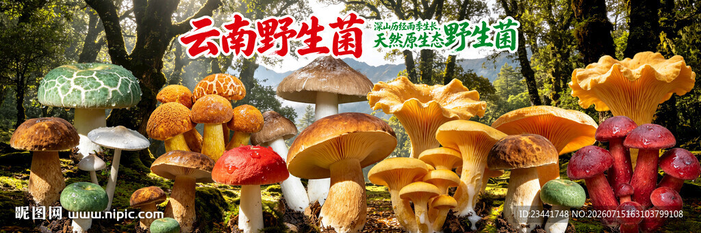 野生菌广告  