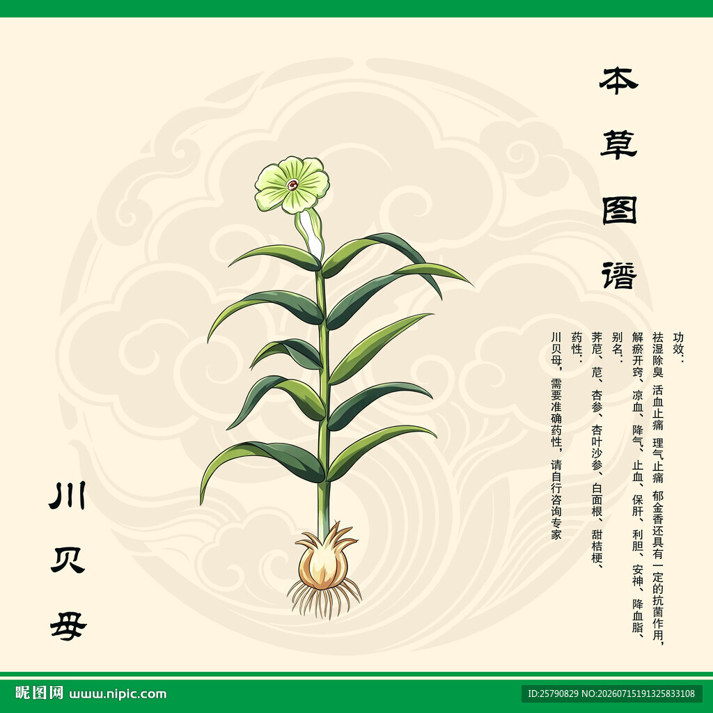川贝母川贝植物图示