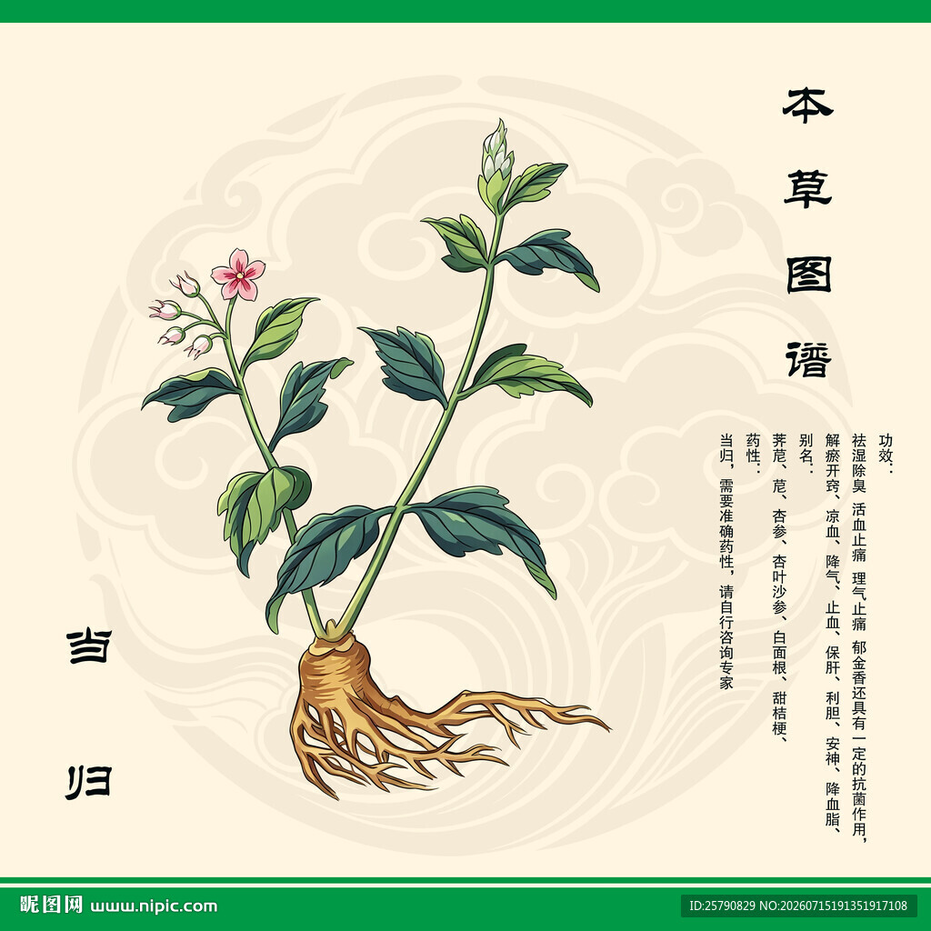传统本草图鉴之当归