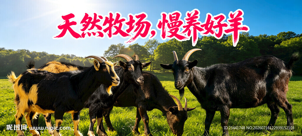 草原黑山羊 