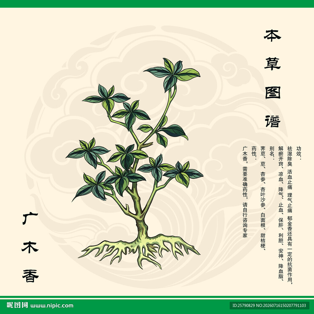 广木香植物手绘图鉴