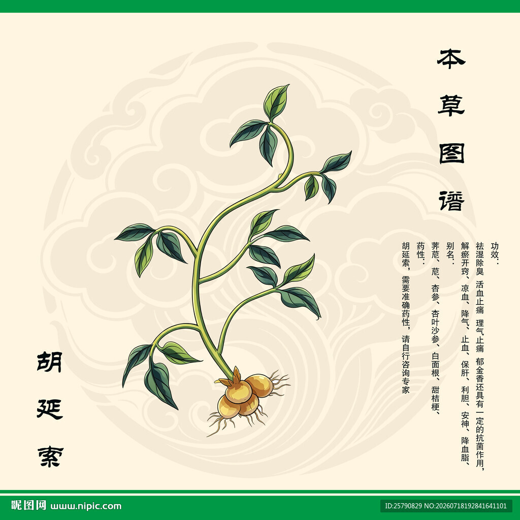 本草纲目插画之胡延索