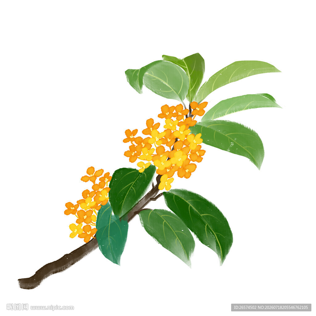 桂花枝插画