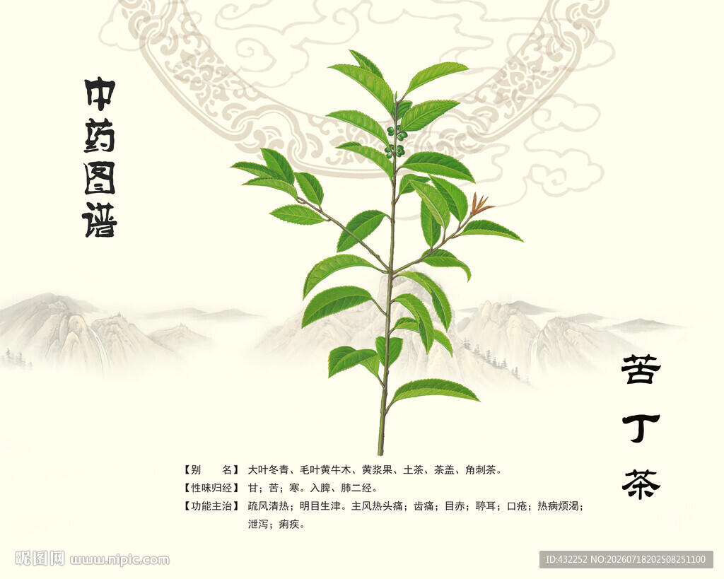 苦丁茶