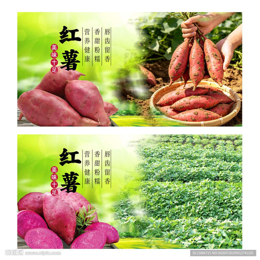 红薯
