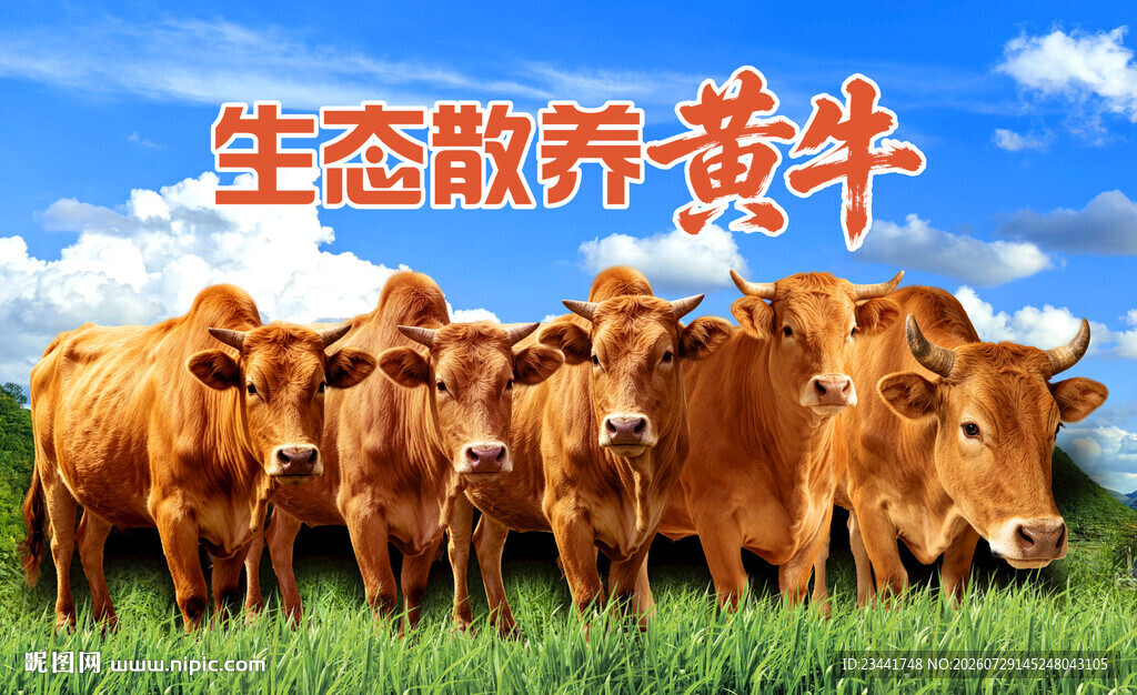 黄牛展板