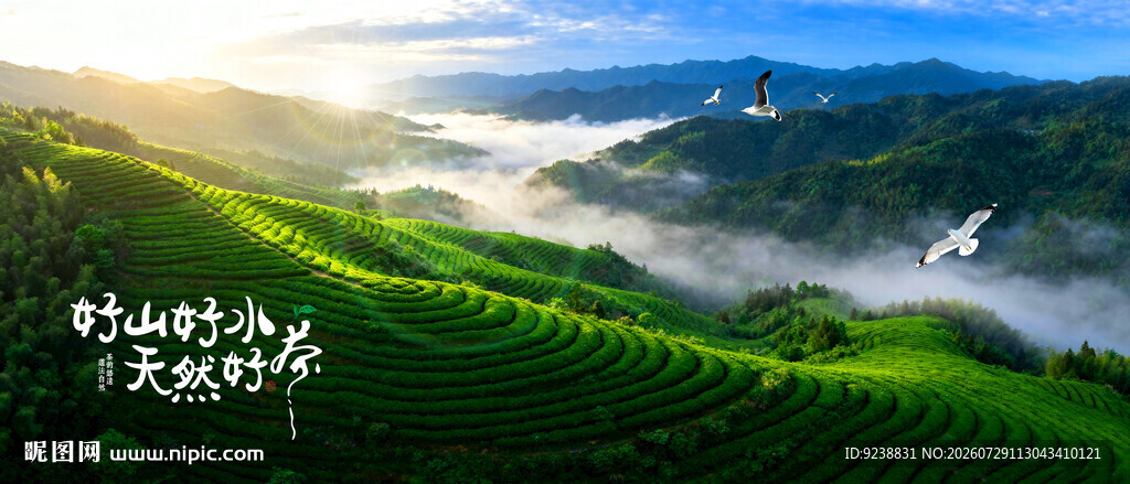 高山茶园