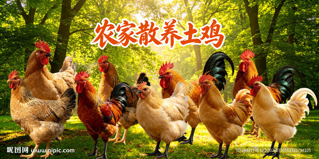 土鸡海报