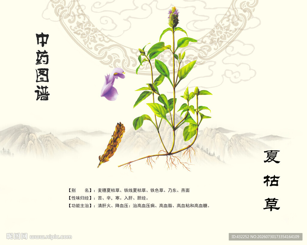 夏枯草植物展示图