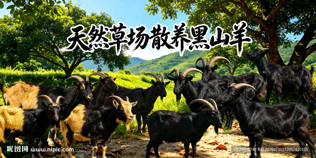 深山散养黑山羊
