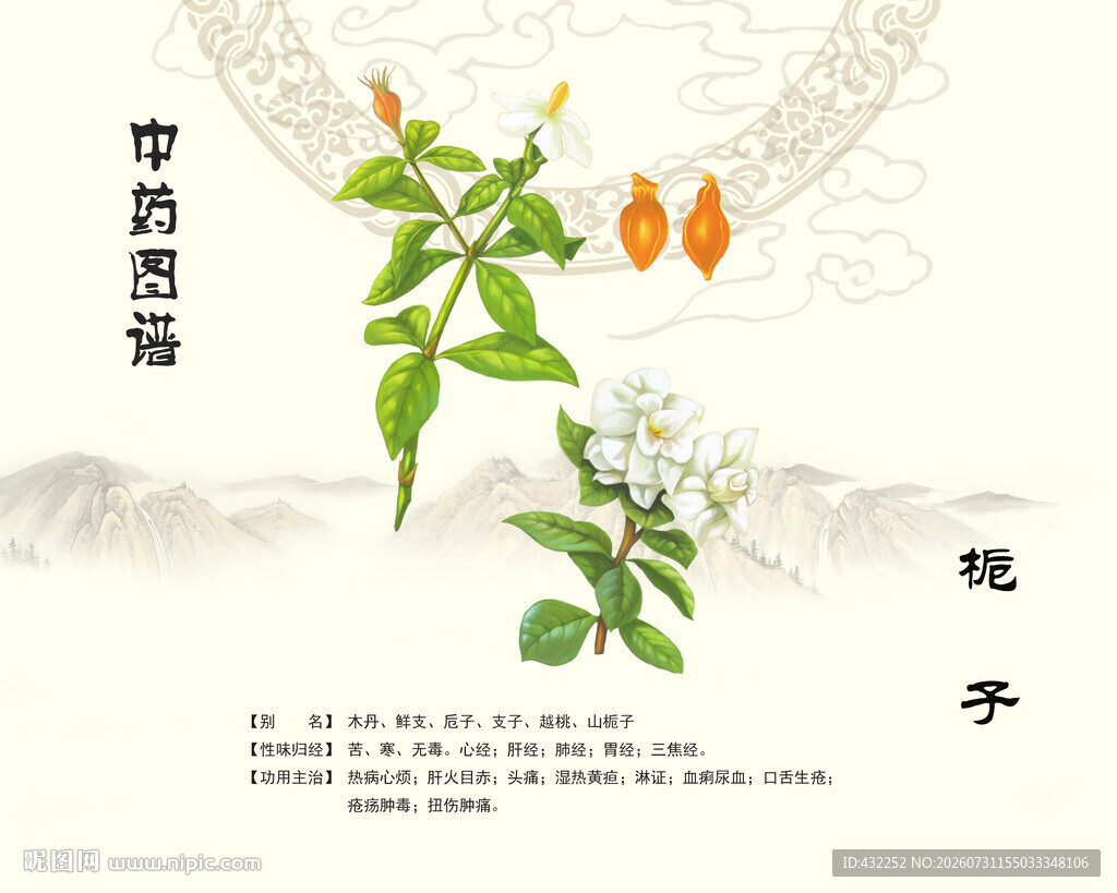 栀子中药材展示图
