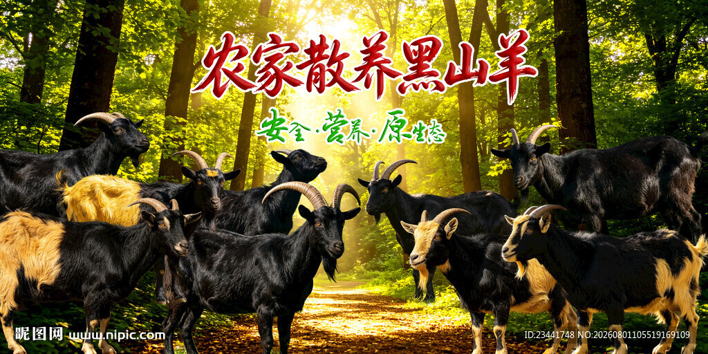 深山散养黑山羊