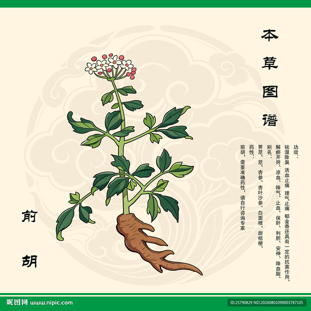 前胡草药插画