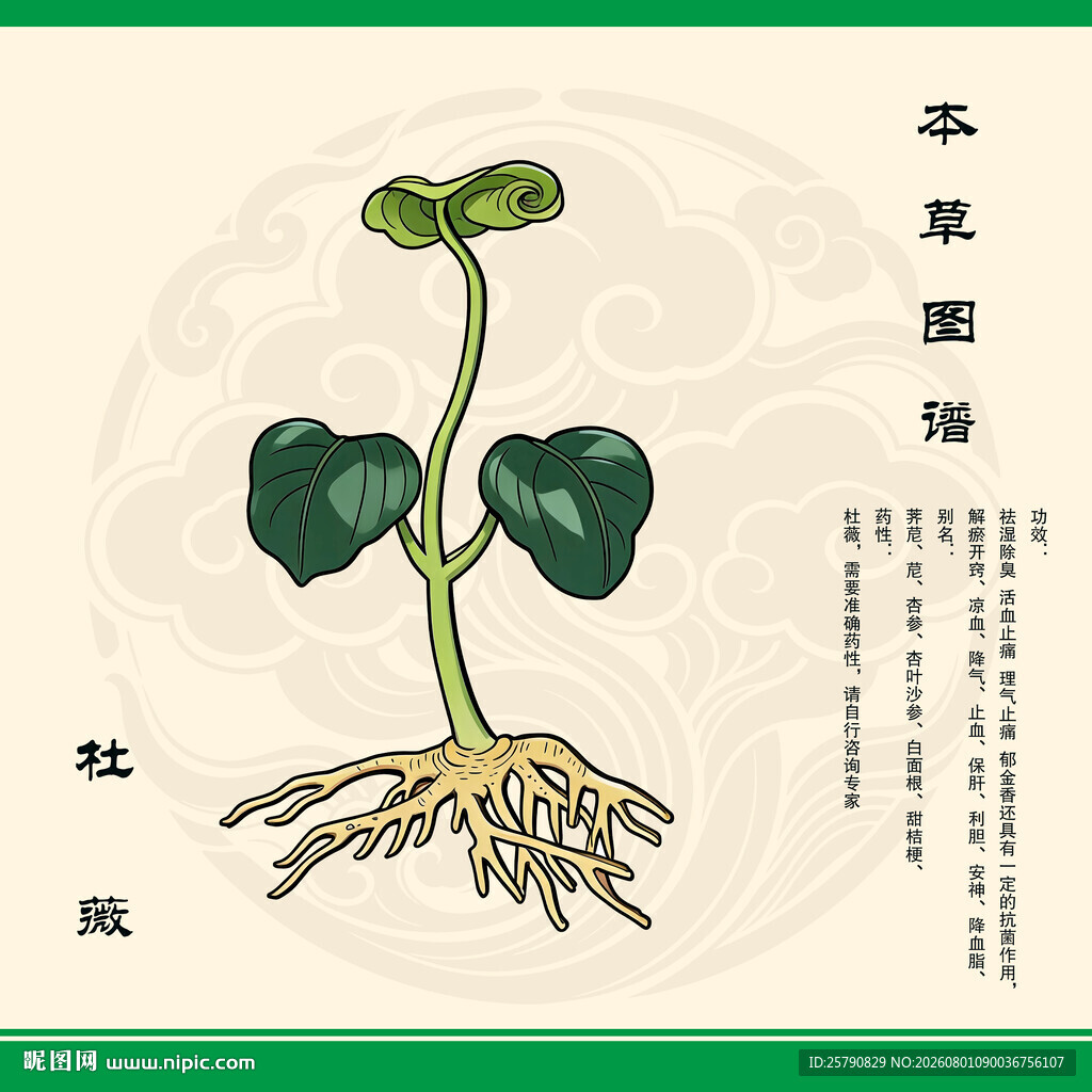 杜薇中药材杜薇