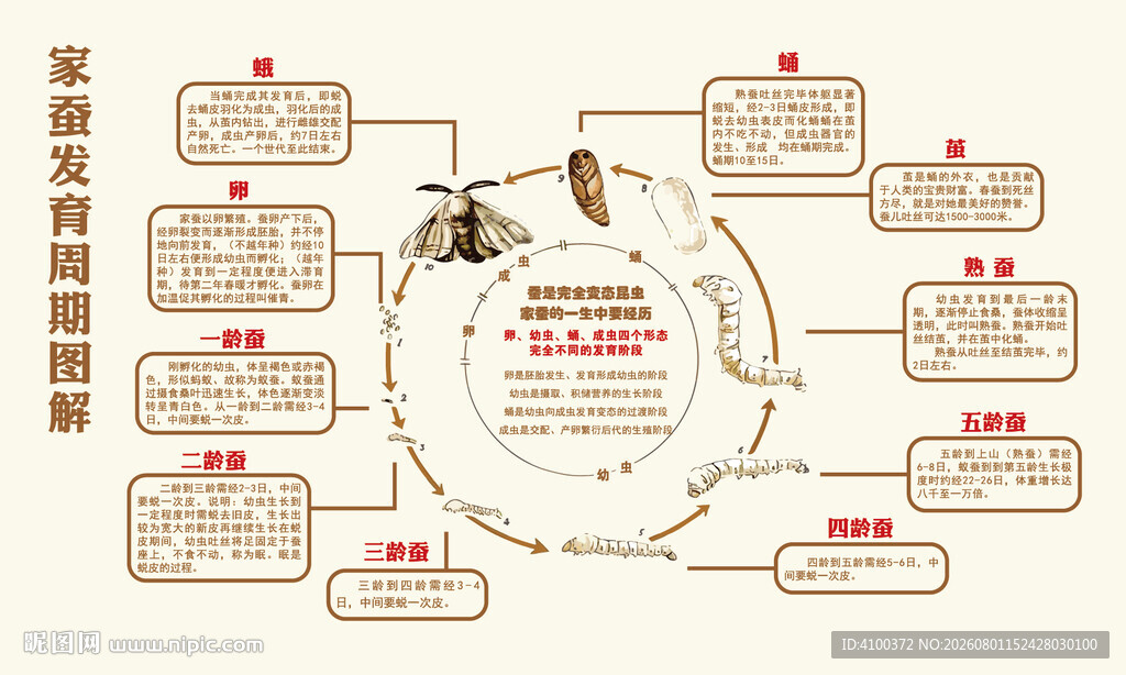 家蚕发育周期图