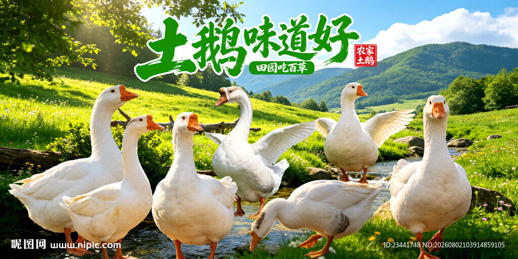 农家土鹅