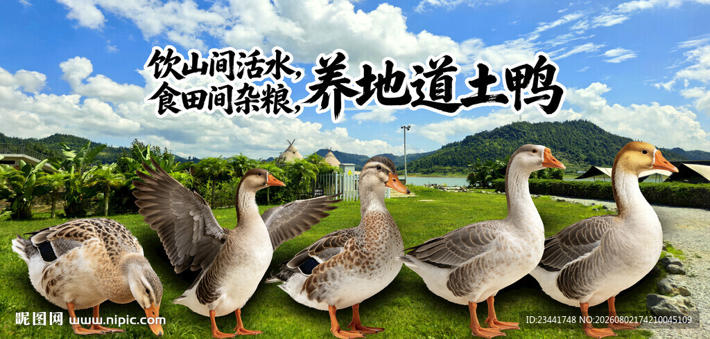 农家土鸭  