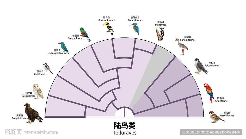 陆鸟类进化树展示多样物种