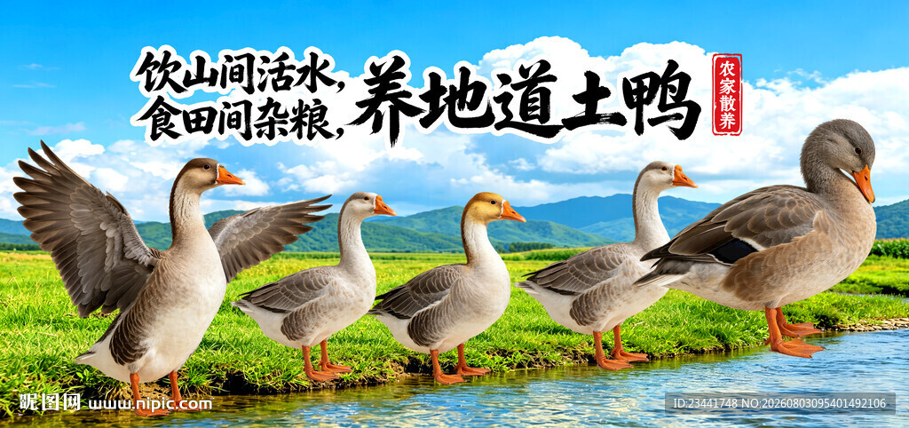 农家土鸭 