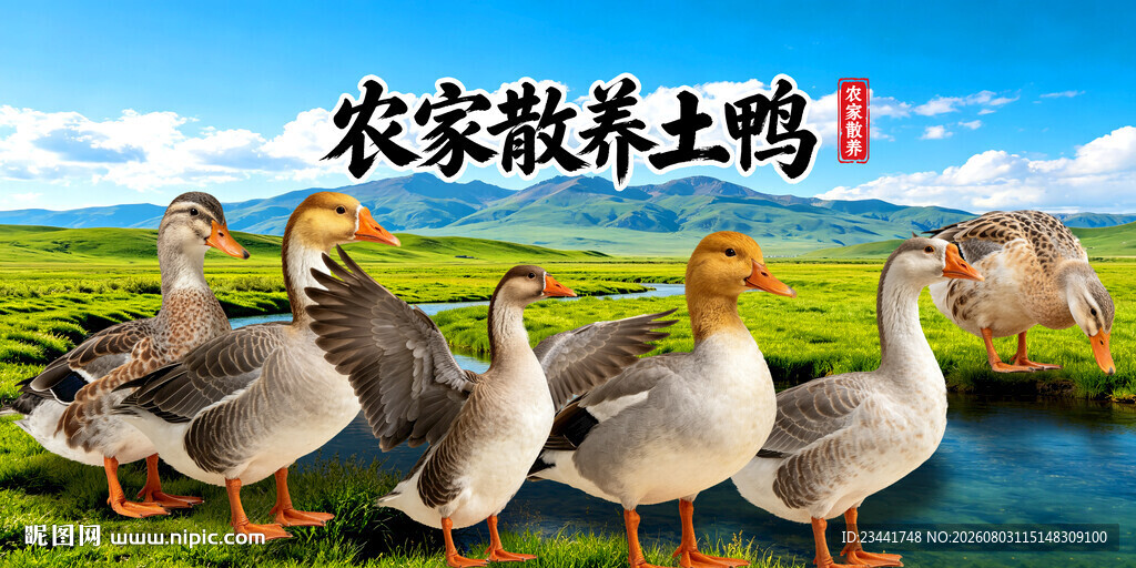 农家土鸭  