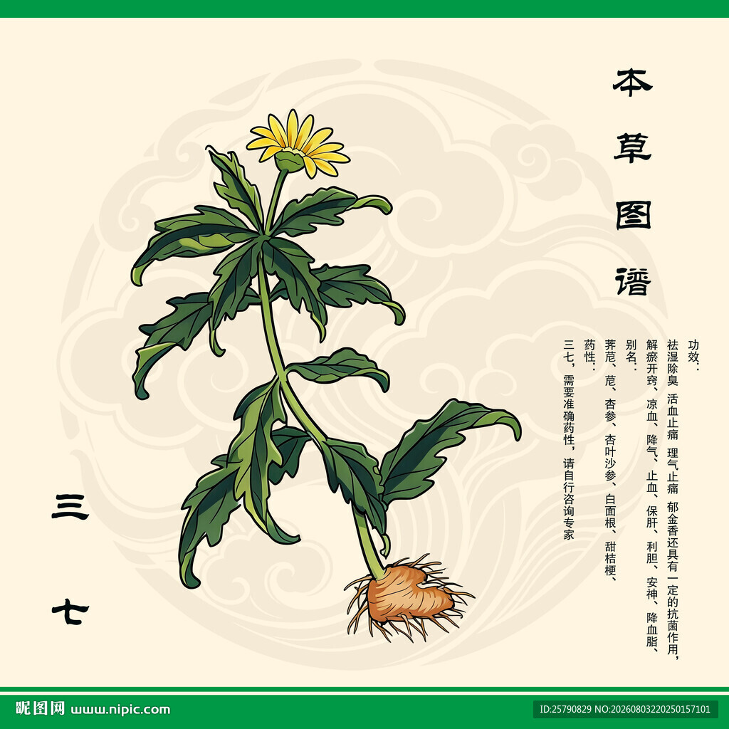 传统草药三七田七金不换