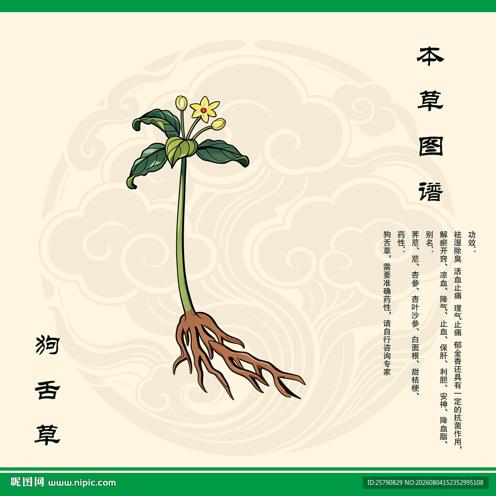 狗舌草中药狗舌草