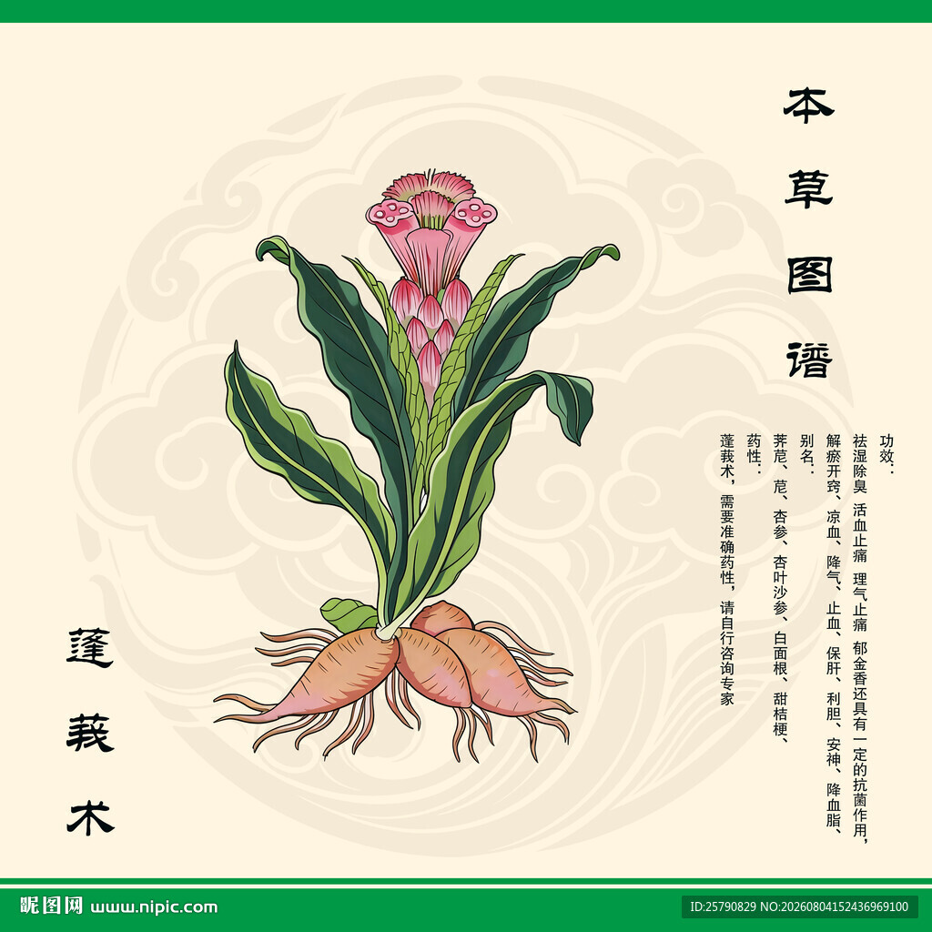 蓬莪术中草药