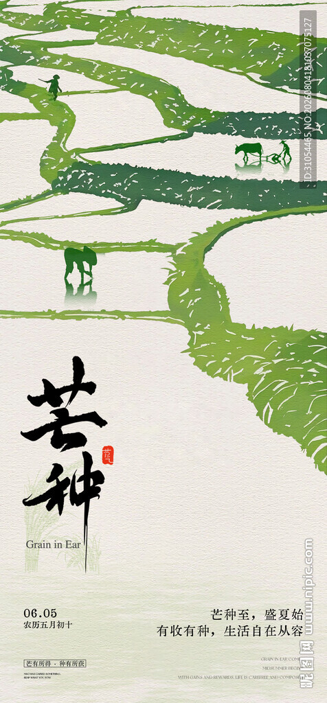  芒种 