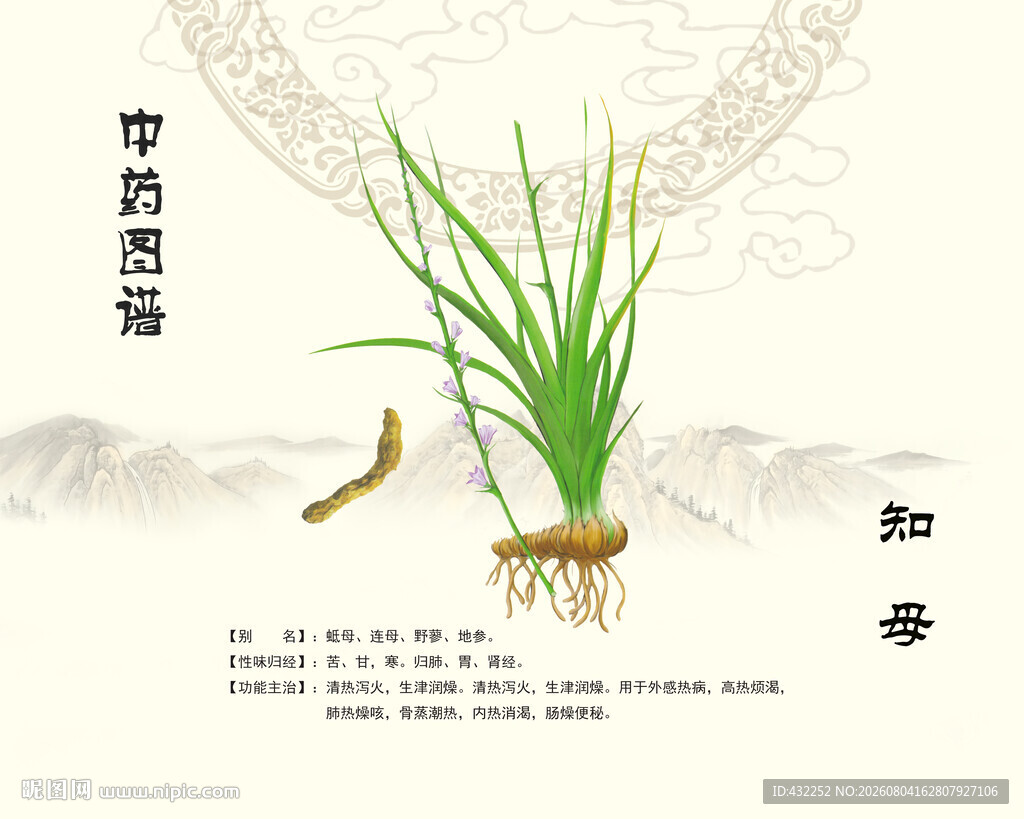 中药材知母植株展示