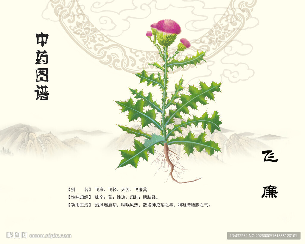飞廉中药飞廉