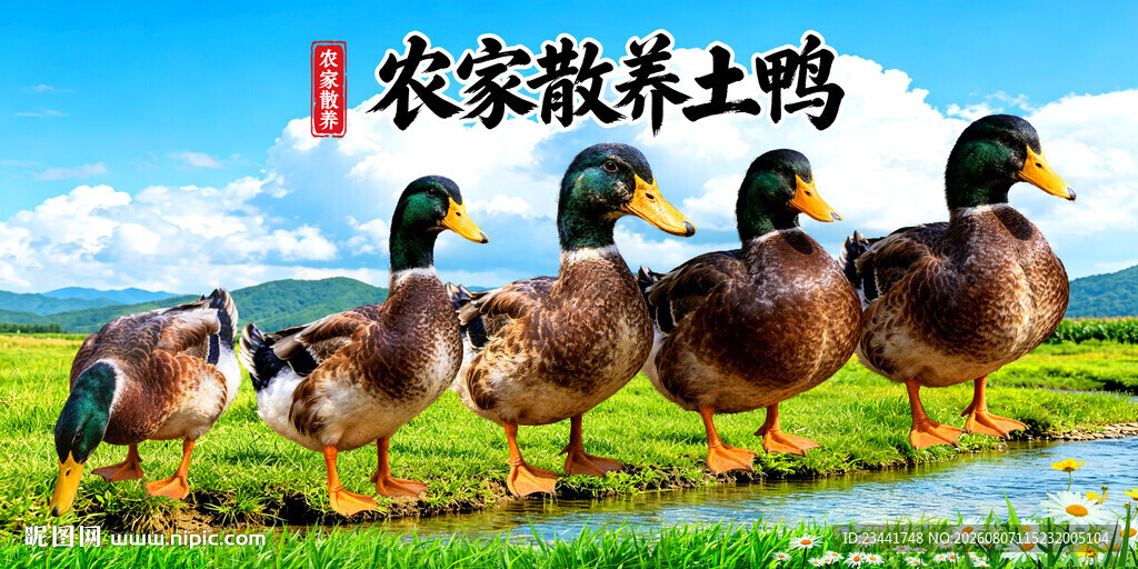 农家土鸭 