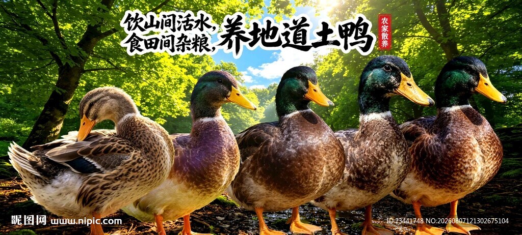 农家土鸭 