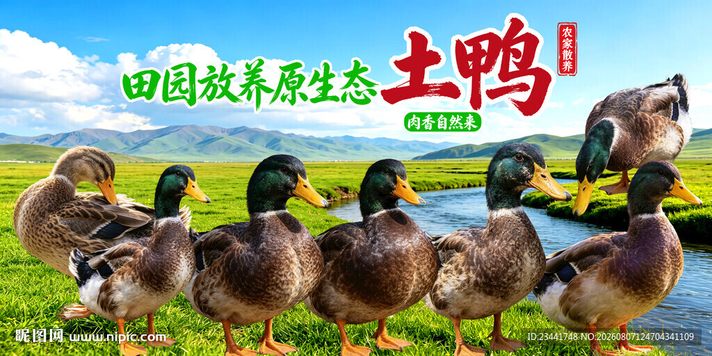 农家土鸭 