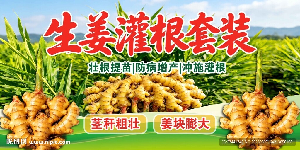 生姜 