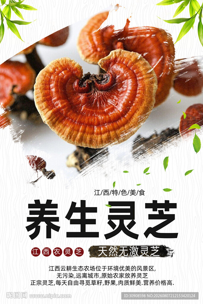 灵芝