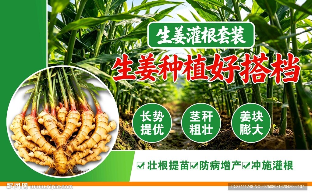 生姜海报